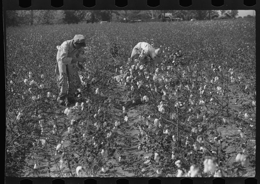 Untitled photo, possibly related to: Tents of Mexican labor brought from Texas by contractor for the duration of cotton picking season. Hopson Plantation near Clarksdale, Mississippi Delta, Mississippi