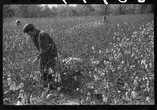 Untitled photo, possibly related to: Tents of Mexican labor brought from Texas by contractor for the duration of cotton picking season. Hopson Plantation near Clarksdale, Mississippi Delta, Mississippi