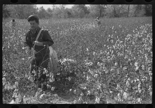 Untitled photo, possibly related to: Tents of Mexican labor brought from Texas by contractor for the duration of cotton picking season. Hopson Plantation near Clarksdale, Mississippi Delta, Mississippi