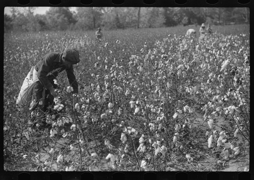 Untitled photo, possibly related to: Tents of Mexican labor brought from Texas by contractor for the duration of cotton picking season. Hopson Plantation near Clarksdale, Mississippi Delta, Mississippi