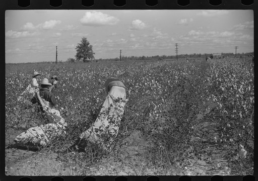 Untitled photo, possibly related to: Tents of Mexican labor brought from Texas by contractor for the duration of cotton picking season. Hopson Plantation near Clarksdale, Mississippi Delta, Mississippi