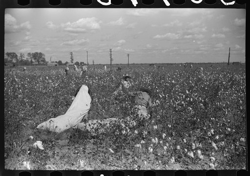 Untitled photo, possibly related to: Tents of Mexican labor brought from Texas by contractor for the duration of cotton picking season. Hopson Plantation near Clarksdale, Mississippi Delta, Mississippi