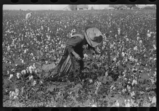 Picking cotton, Hopson Plantation, Mississippi Delta, Mississippi