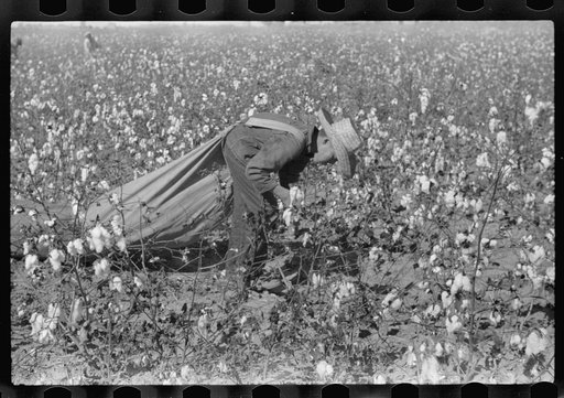 Untitled photo, possibly related to: Tents of Mexican labor brought from Texas by contractor for the duration of cotton picking season. Hopson Plantation near Clarksdale, Mississippi Delta, Mississippi