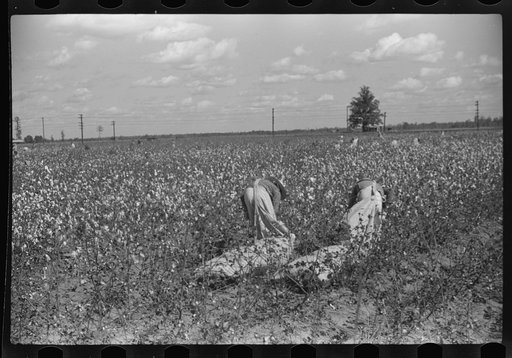 Untitled photo, possibly related to: Tents of Mexican labor brought from Texas by contractor for the duration of cotton picking season. Hopson Plantation near Clarksdale, Mississippi Delta, Mississippi