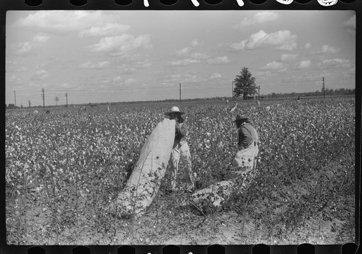 Untitled photo, possibly related to: Tents of Mexican labor brought from Texas by contractor for the duration of cotton picking season. Hopson Plantation near Clarksdale, Mississippi Delta, Mississippi
