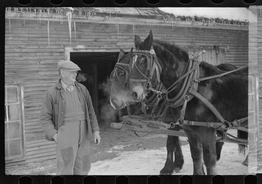 Hired man and team, Putney Homesteads, near Woodstock, Vermont