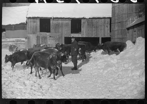 Untitled photo, possibly related to: Hired man on Gilbert farm, Woodstock, Vermont