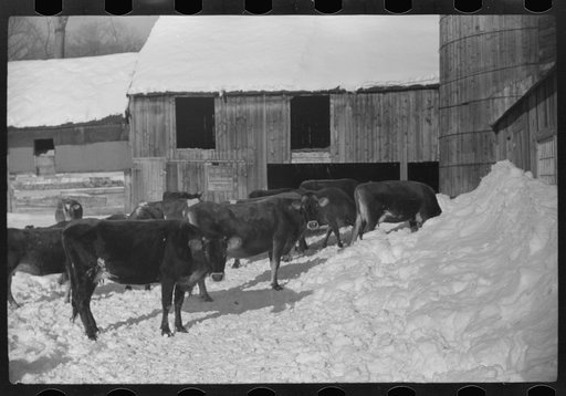 Untitled photo, possibly related to: Hired man on Gilbert farm, Woodstock, Vermont