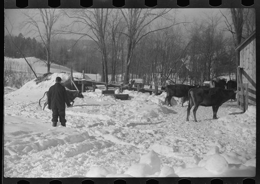 Untitled photo, possibly related to: Hired man on Gilbert farm, Woodstock, Vermont
