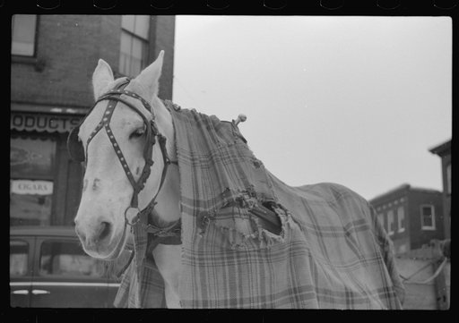 Untitled photo, possibly related to: Woodstock, Vermont. Horse of a garbage and rubbish collector