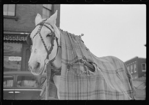 Woodstock, Vermont. Horse of a garbage and rubbish collector