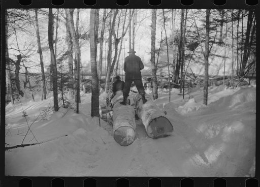 Untitled photo, possibly related to: Hauling timber by tractor to the road where it is taken by truck to the mill. Near Barnard, Windsor county, Vermont