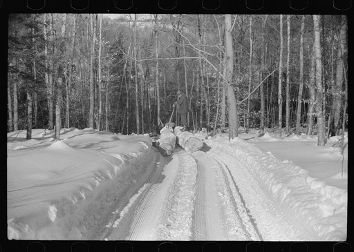 Hauling timber by tractor to the road where it is taken by truck to the mill. Near Barnard, Windsor county, Vermont