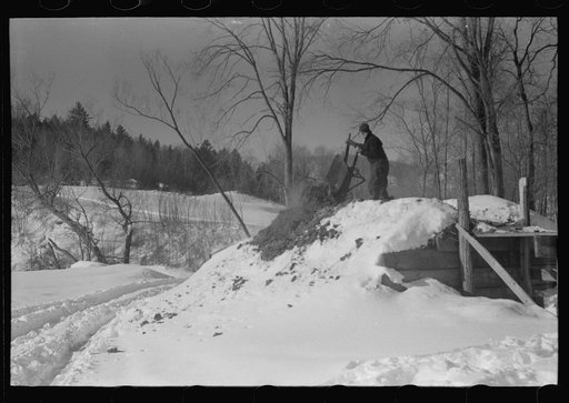 Hired man on Gilbert farm emptying load of manure after cleaning out the dairy barn early on a winter morning. Woodstock, Vermont