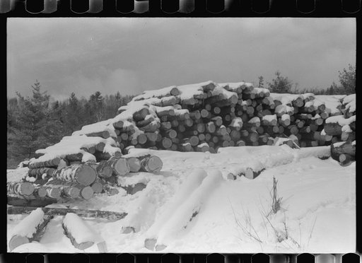 Timber levelled by 1938 hurricane at sawmill near Warren, New Hampshire