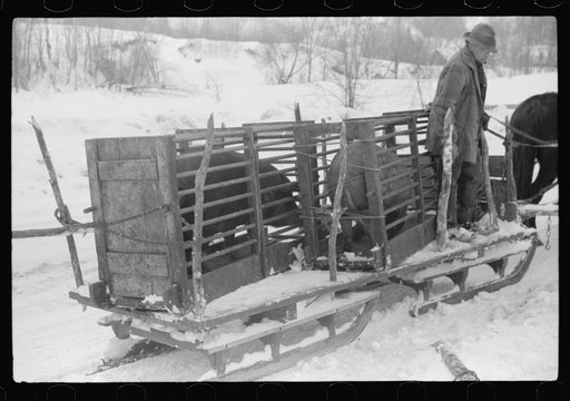 Untitled photo, possibly related to: Hauling hogs to be slaughtered. Near Woodstock, Vermont