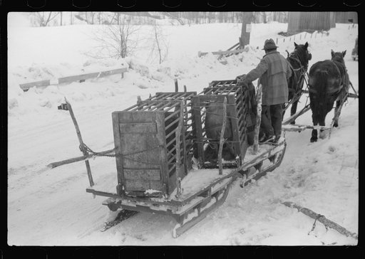 Untitled photo, possibly related to: Hauling hogs to be slaughtered. Near Woodstock, Vermont