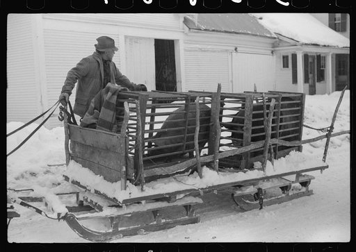 Untitled photo, possibly related to: Hauling hogs to be slaughtered. Near Woodstock, Vermont