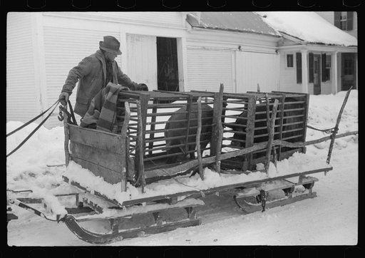 Hauling hogs to be slaughtered. Near Woodstock, Vermont