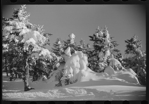 Snow-covered trees on the top of Cannon Mountain, Franconia Notch, New Hampshire