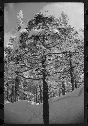 Snow-covered trees on the top of Cannon Mountain, Franconia Notch, New Hampshire