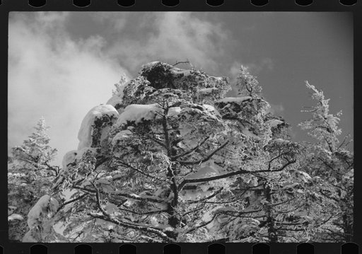 Snow-covered trees on the top of Cannon Mountain, Franconia Notch, New Hampshire