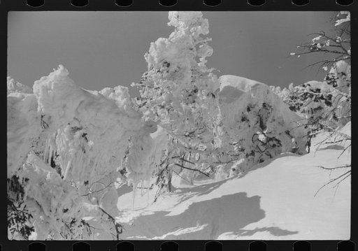 Snow-covered trees on top of Mount Mansfield, Smuggler's Notch, near Stowe, Vermont