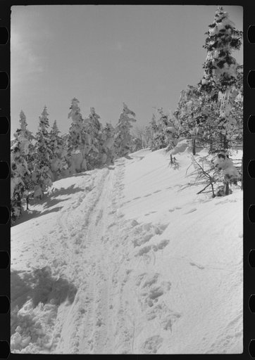 Snow-covered trees on top of Mount Mansfield, Smuggler's Notch near Stowe, Vermont