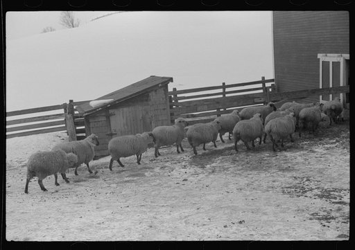 Untitled photo, possibly related to: Sheep on farm, Lisbon, near Franconia, New Hampshire