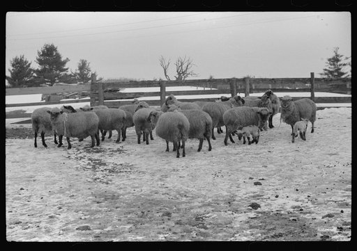Sheep on farm, Lisbon, near Franconia, New Hampshire