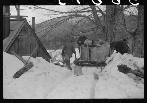 Hired man and son of Frank H. Shurtleff returning to sugar house with vat of maple sap to be boiled down into maple syrup. The Shurtleff farm has about 400 acres and was originally purchased by the grandfather in 1840. He raises sheep, cows, cuts lumber and has been making maple syrup for about thir