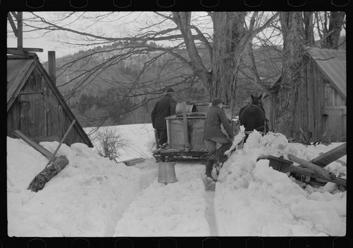Untitled photo, possibly related to: Hired man and son of Frank H. Shurtleff returning to sugar house with vat of maple sap to be boiled down into maple syrup. The Shurtleff farm has about 400 acres and was originally purchased by the grandfather in 1840. He raises sheep, cows, cuts lumber and has b
