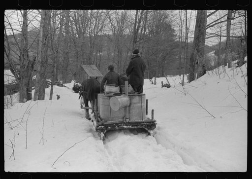 Hired man and son of Frank H. Shurtleff returning to sugar house with vat of maple sap to be boiled down into maple syrup. The Shurtleff farm has about 400 acres and was originally purchased by grandfather in 1840. He raises sheep, cows, cuts lumber and has been making maple syrup for about thirty-f