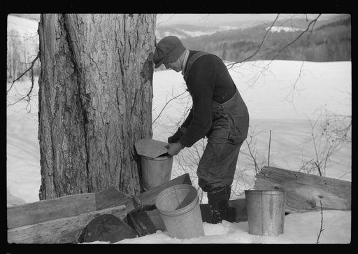 Frank H. Shurtleff putting the cover on the bucket after tapping sugar maple tree for gathering sap to make syrup. The Shurtleff farm has about 400 acres and was originally purchased by grandfather in 1840. He raises sheep, cows, cuts lumber and has been making maple syrup for about thirty-five year