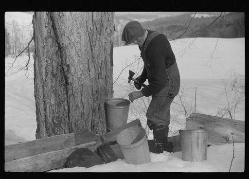 Frank H. Shurtleff hanging the bucket on the spout while tapping sugar maple tree for gathering sap to make syrup. The Shurtleff farm has about 400 acres and was originally purchased by grandfather in 1840. He raises sheep, cows, cuts lumber and has been making maple syrup for about thirty-five year