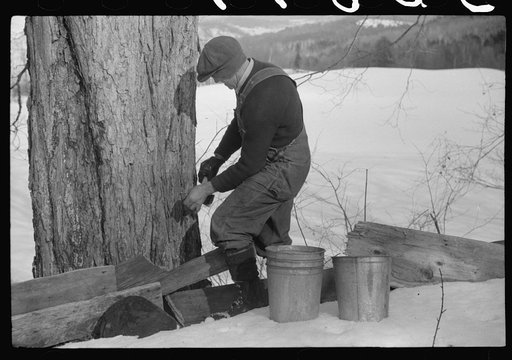 Untitled photo, possibly related to: Frank H. Shurtleff drilling the hole for the spout while tapping sugar maple tree for gathering sap to make syrup. The Shurtleff farm has about 400 acres and was originally purchased by grandfather in 1840. He raises sheep, cows, cuts lumber and has been making m