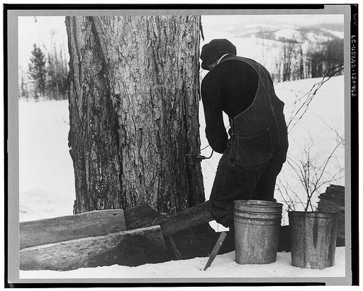 Frank H. Shurtleff drilling the hole for the spout while tapping sugar maple tree for gathering sap to make syrup. The Shurtleff farm has about 400 acres and was originally purchased by grandfather in 1840. He raises sheep, cows, cuts lumber and has been making maple syrup for about thirty-five year