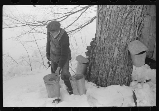 Untitled photo, possibly related to: Frank H. Shurtleff drilling the hole for the spout while tapping sugar maple tree for gathering sap to make syrup. The Shurtleff farm has about 400 acres and was originally purchased by grandfather in 1840. He raises sheep, cows, cuts lumber and has been making m