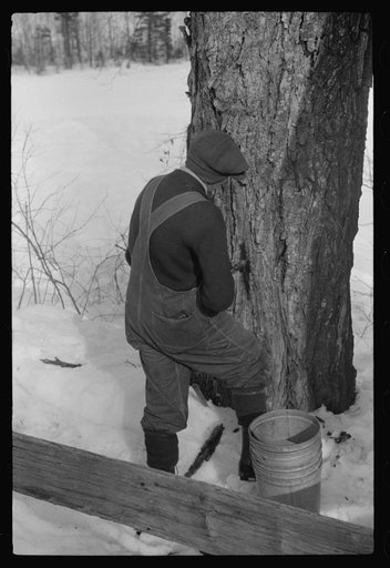 Untitled photo, possibly related to: Frank H. Shurtleff drilling the hole for the spout while tapping sugar maple tree for gathering sap to make syrup. The Shurtleff farm has about 400 acres and was originally purchased by grandfather in 1840. He raises sheep, cows, cuts lumber and has been making m
