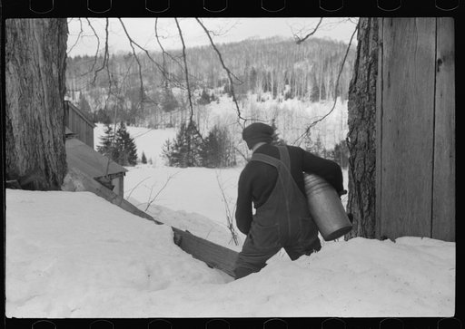 Untitled photo, possibly related to: Frank H. Shurtleff drilling the hole for the spout while tapping sugar maple tree for gathering sap to make syrup. The Shurtleff farm has about 400 acres and was originally purchased by grandfather in 1840. He raises sheep, cows, cuts lumber and has been making m