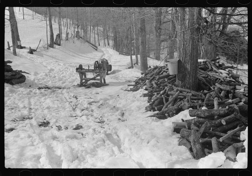 Untitled photo, possibly related to: Bucket for gathering sap from maple sugar tree and stack of wood needed in boiling sap into syrup on Frank Shurtleff farm. The Shurtleff farm has about 400 acres, and was originally purchased by grandfather in 1840. He raises sheep, cows, cuts lumber and has been