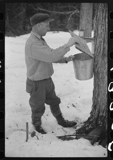 Walter Gaylord adjusting cover on bucket that catches the sap from sugar maple tree from which is made maple syrup. Mad River Valley, Waitsfield, Vermont. He averages about 150 gallons of syrup annually, this year tapped only 600 out of his 1000 trees because of unusually deep snow and late spring. 