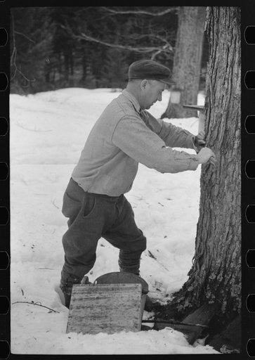 Walter Gaylord adjusting spout on bucket that catches the sap from sugar maple tree from which is made maple syrup. Mad River Valley, Waitsfield, Vermont. He averages about 150 gallons of syrup annually, this year tapped only 600 out of his 1000 trees because of unusually deep snow and late spring. 