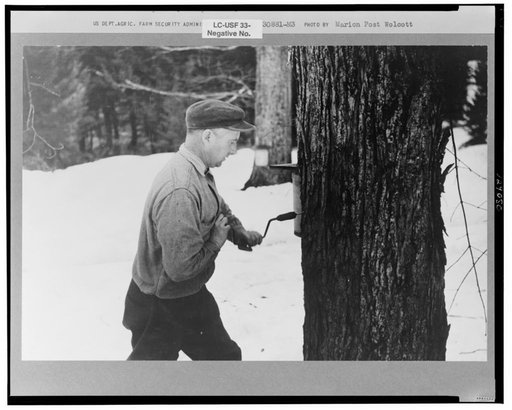 Walter Gaylord drilling hole in maple tree to get sap which is boiled down into maple syrup. Mud River Valley, Waitsfield, Vermont. He averages about 150 gallons of syrup annually, this year tapped only 600 out of his 1000 trees, because of unusually deep snow and late spring. He owns several farms;