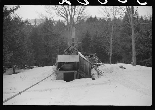 Pipe line, through which sap runs to sugar house. The sap from sugar maple trees is piped into the house where it is boiled down into maple syrup. Mad River Valley, Waitsfield, Vermont. Walter Gaylord place. He averages about 150 gallons of syrup annually, but this year tapped only 600 out of his 10