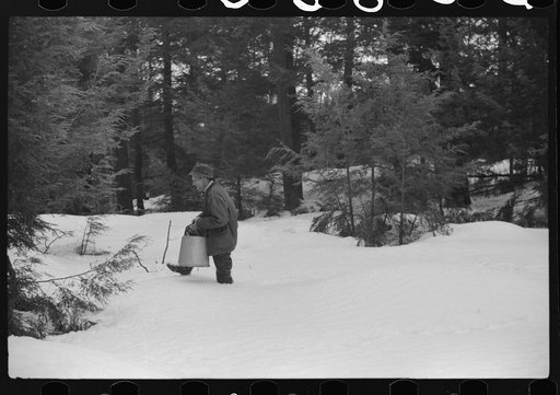 Untitled photo, possibly related to: Son of Walter Gaylord pouring sap into container. The sap from sugar maple trees is boiled down into maple syrup. Mad River Valley, Waitsfield, Vermont. He averages about 150 gallons of syrup annually, this year tapped only 600 out of his 1000 trees because of un