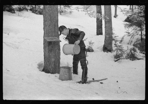 Untitled photo, possibly related to: Son of Walter Gaylord pouring sap into container. The sap from sugar maple trees is boiled down into maple syrup. Mad River Valley, Waitsfield, Vermont. He averages about 150 gallons of syrup annually, this year tapped only 600 out of his 1000 trees because of un