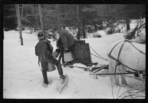 Walter Gaylord and son on sled with vat full of sap from sugar maple trees which is boiled down into syrup. Mad River Valley, Waitesfield, Vermont. He averages about 150 gallons of syrup annually, this year tapped only 600 out of his 1000 trees, because of unusually deep snow and late spring. He own