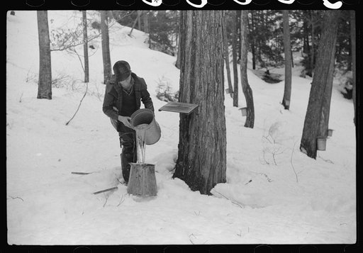 Son of Walter Gaylord pouring sap into container. The sap from sugar maple trees is boiled down into maple syrup. Mad River Valley, Waitsfield, Vermont. He averages about 150 gallons of syrup annually, this year tapped only 600 out of his 1000 trees because of unusually deep snow and late spring. He